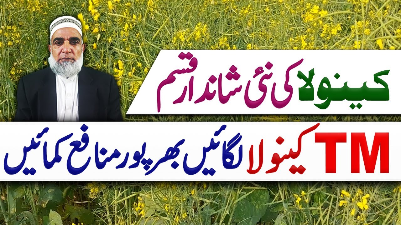 New Variety of Canola || TM Canola || Crop Reformer