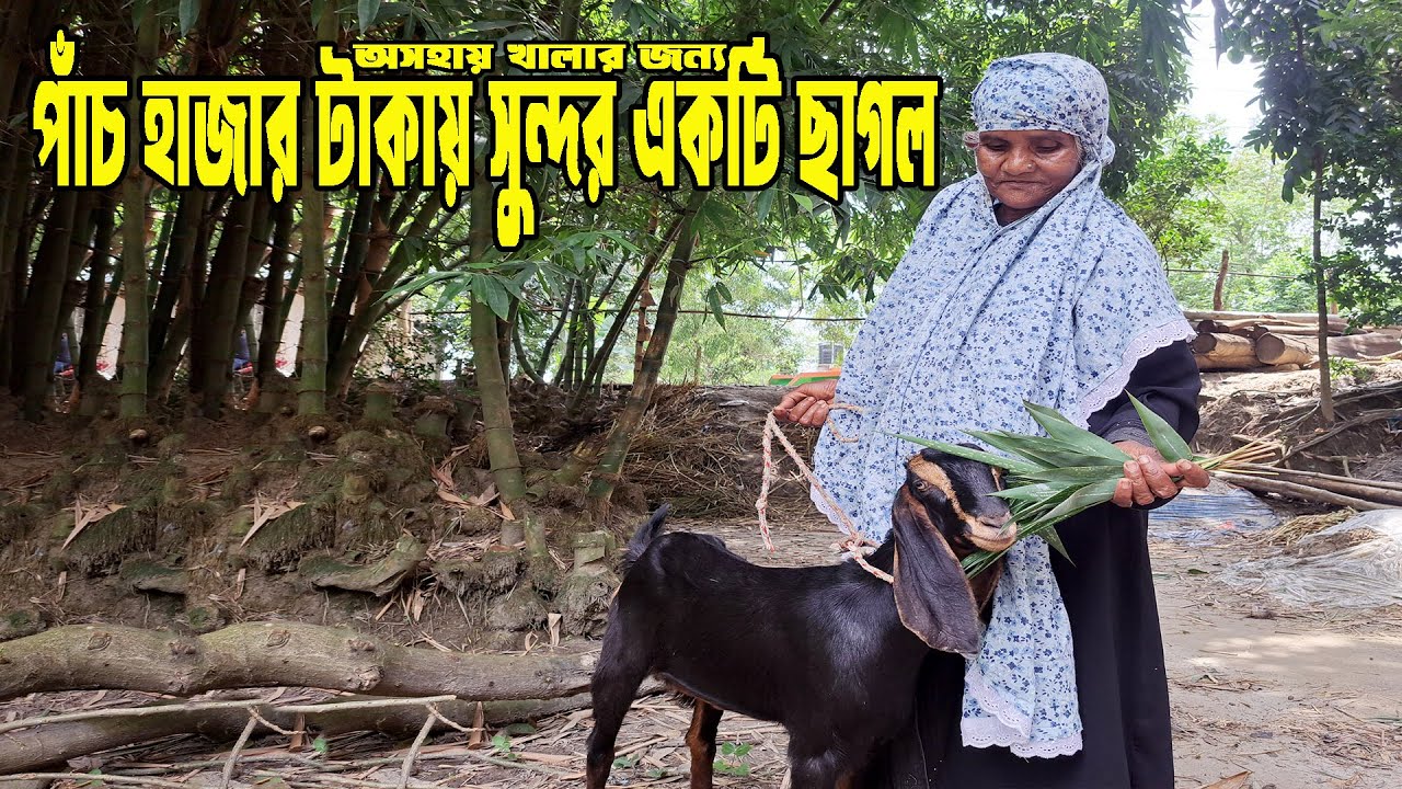 পাঁচ হাজার টাকায় সুন্দর একটি ছাগল অসহায় খালার জন্য | M Protiva Tv 1357