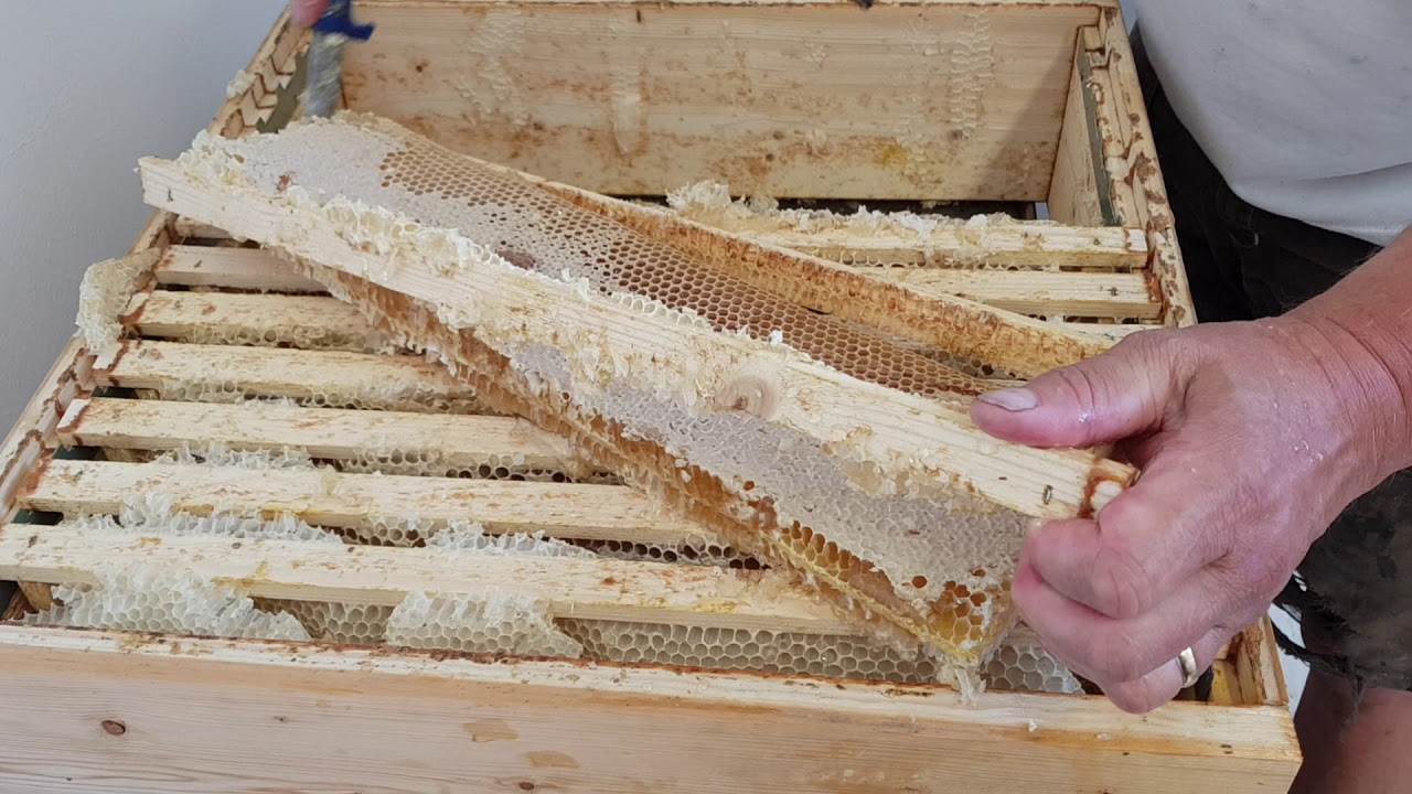 Pressning av honung (testanl&auml;ggning)