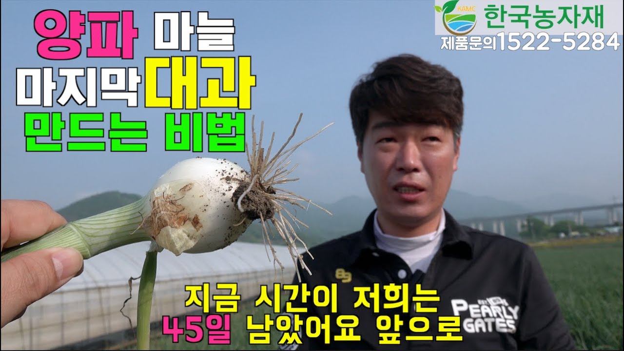 [한국농수산TV] 양파 마늘 마지막 대과 만드는 정말 특별한 비법!! 전남 장성