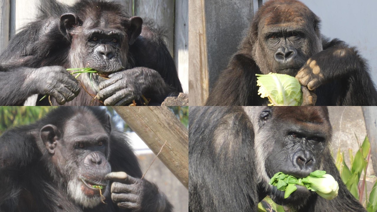 モモカとジージョの朝食の差が激しい　良識無き千葉市動物公園　チンパンジー　ゴリラ　202602
