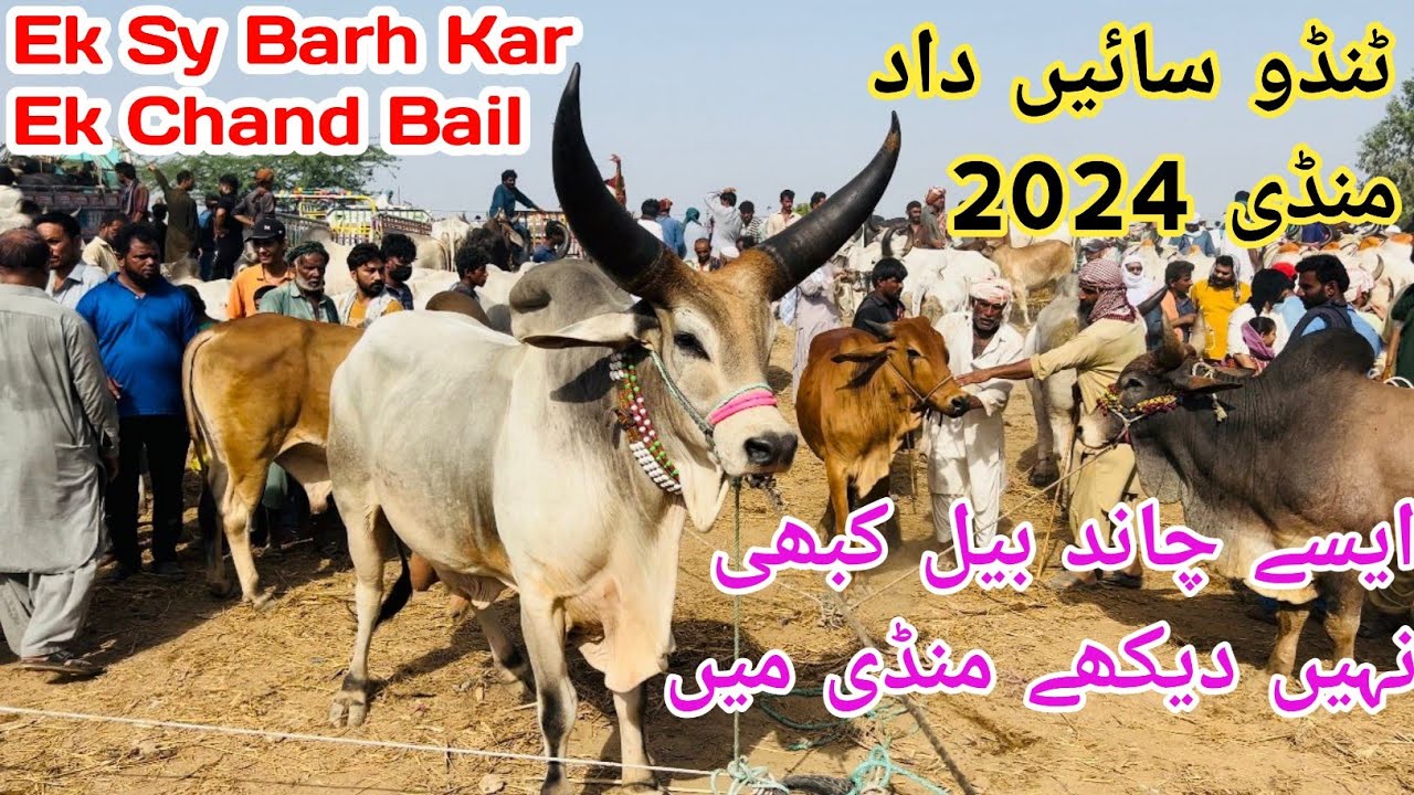 Ek Sy Barh Kar Ek Chand Bail || super quality wale chand bail || Chand Bail Markit || Mandi Update
