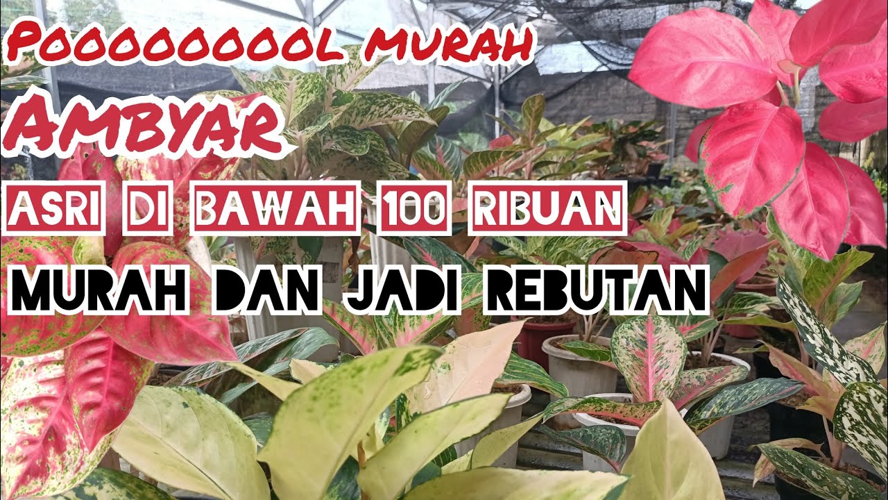 RINJANI 15 RIBU‼️CUCI GUDANG HARGA AMBYAR, AGLONEMA, ANTHURIUM,JEMANI MANGKOK HARGA SUPER MURAH