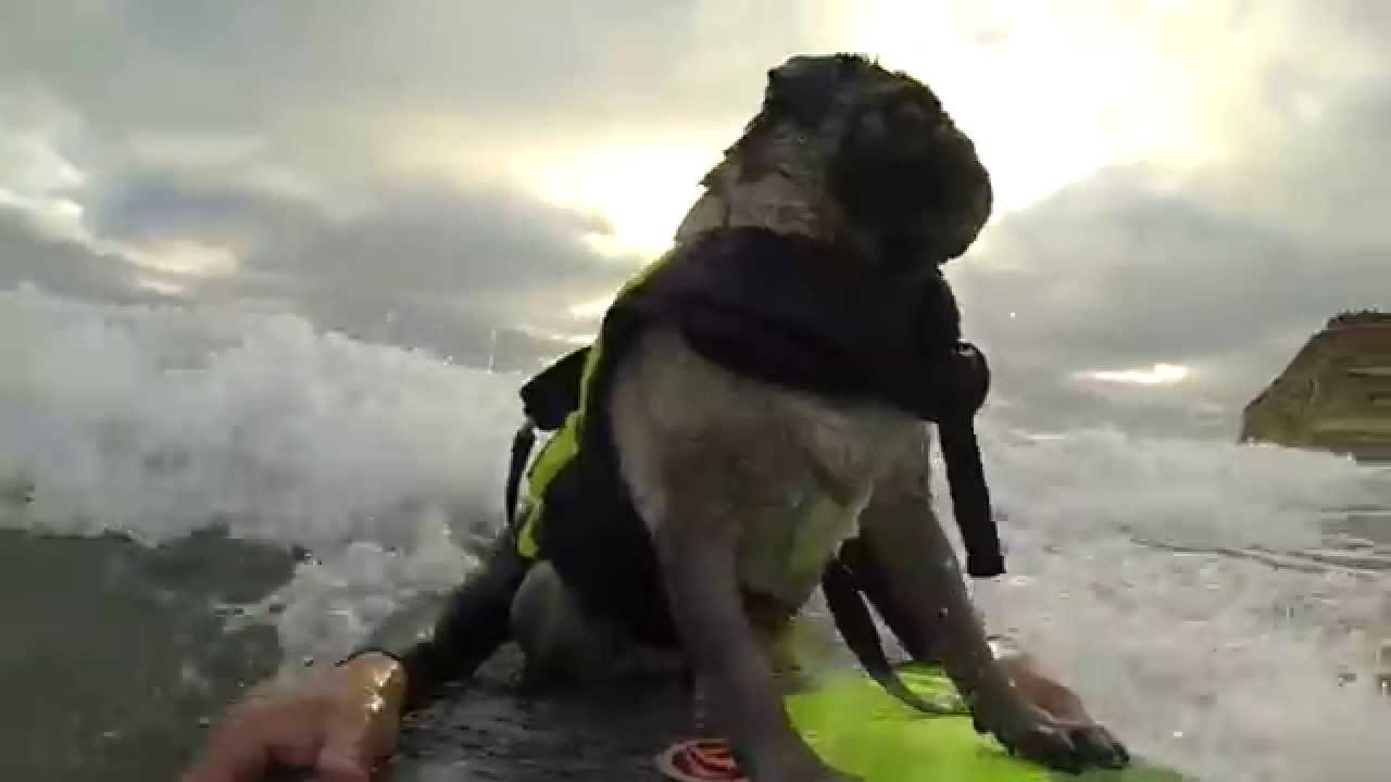 Pug Surfing at Del Mar Dog Beach GoPro Compilation