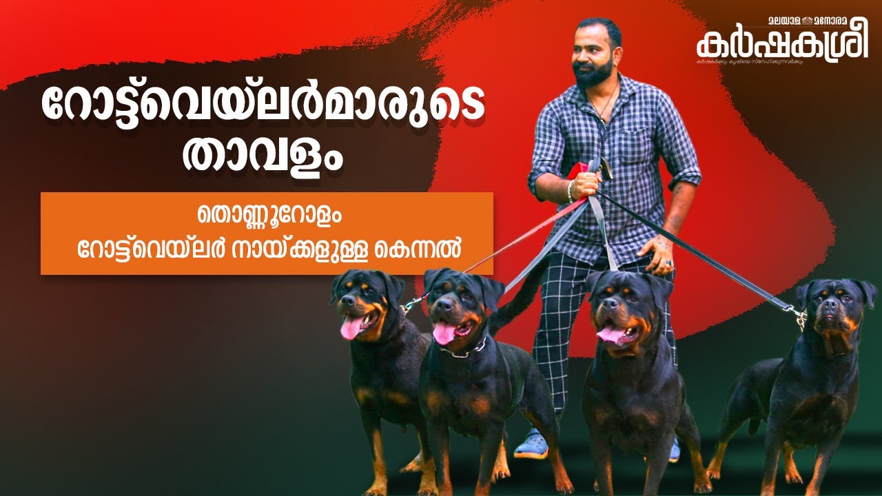90 റോട്ട്‌വെയ്‌ലർ നായ്ക്കളുള്ള കെന്നൽ; ഏറ്റവുമധികം ഇംപോർട്ടഡ് നായ്ക്കളുള്ളതും ഇവിടെയാണ്
