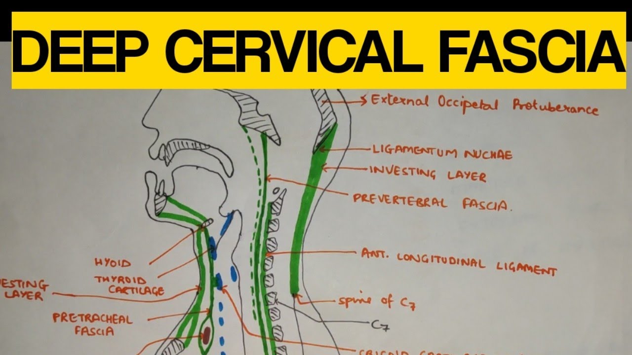 Deep Cervical Fascia - 1 | Investing Layer