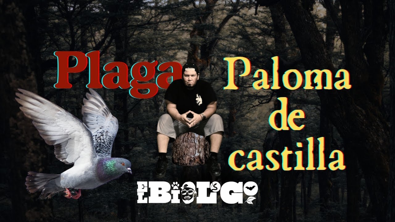 La HISTORIA y como se criaron las palomas de Castilla hasta ser una plaga #animals #birds #bio #wild