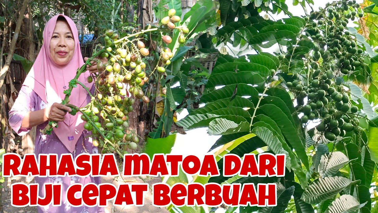 CARA POHON MATOA AGAR CEPAT BERBUAH