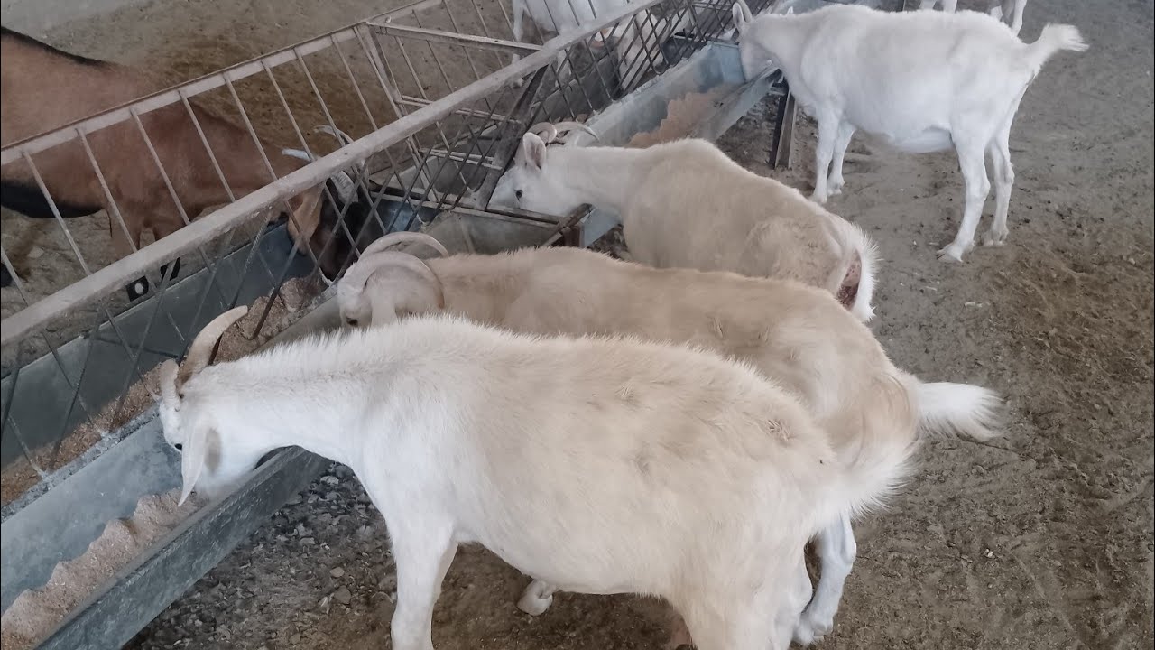بدأت قناة 