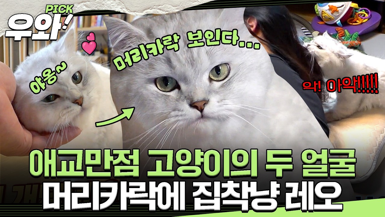[⭐‍️#우와픽] 꼭꼭 숨어라... 머리카락 보일라...😱 레오가 머리카락에 집착하는 충격적인(?) 이유💥 #TV동물농장 #우와한비디오 #우와비