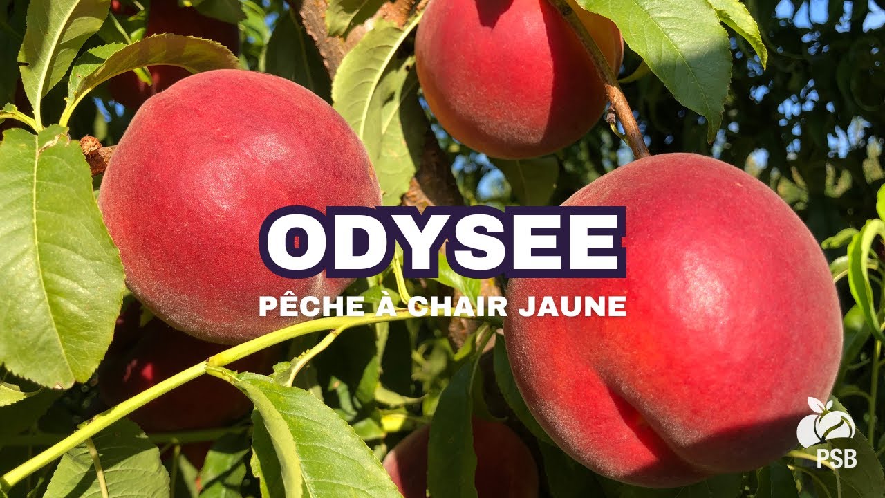 Odysee, La Crau - Août 2025 🇫🇷 | 🎬English subtitles 🇬🇧