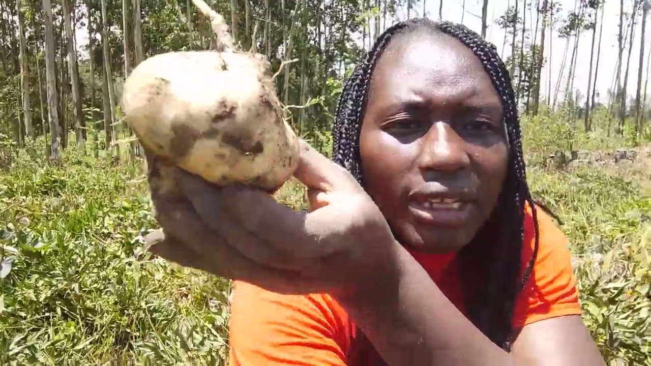 How to locally uproot sweet potatoes in the village using your bare hands 