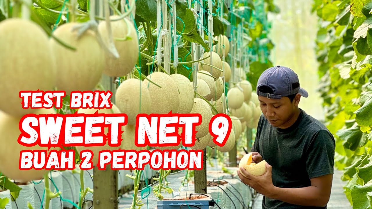 MELON HIDROPONIK SWEET NET 9 DIBUAHKAN 2 PERPOHON