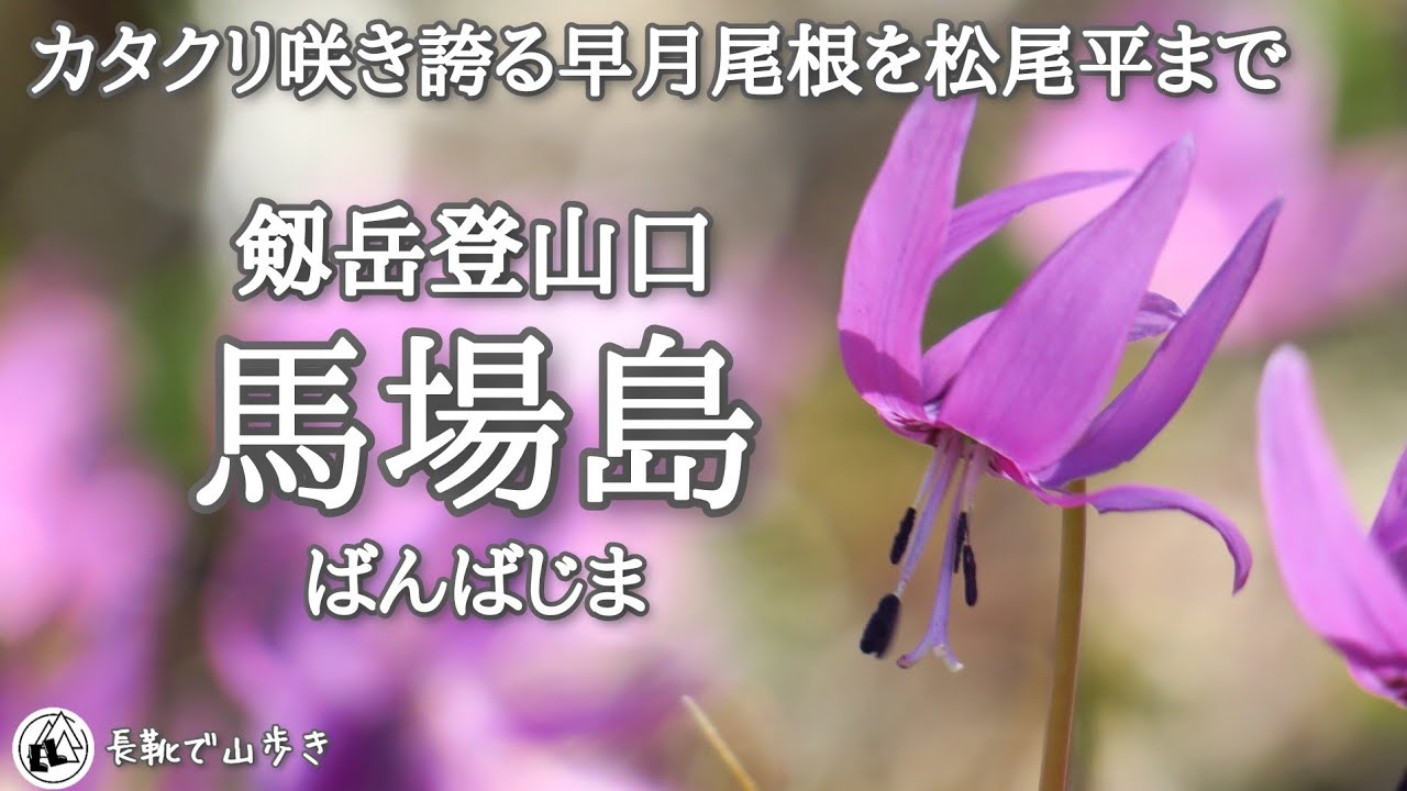 【カタクリ】馬場島　春の花探索と剱岳早月尾根・松尾平まで　富山県上市町　2024年4月20日