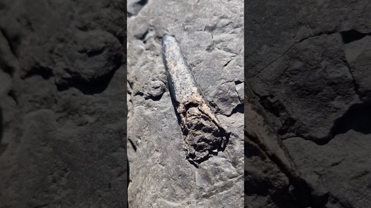 Belemnite Fossil Squid Creature frozen in time! 🌊🦑🧊 #fossilhunting #fossils #shorts #coast #rock