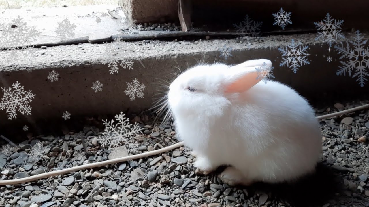 We have our first snow. My rabbit is happy and jumping with happiness