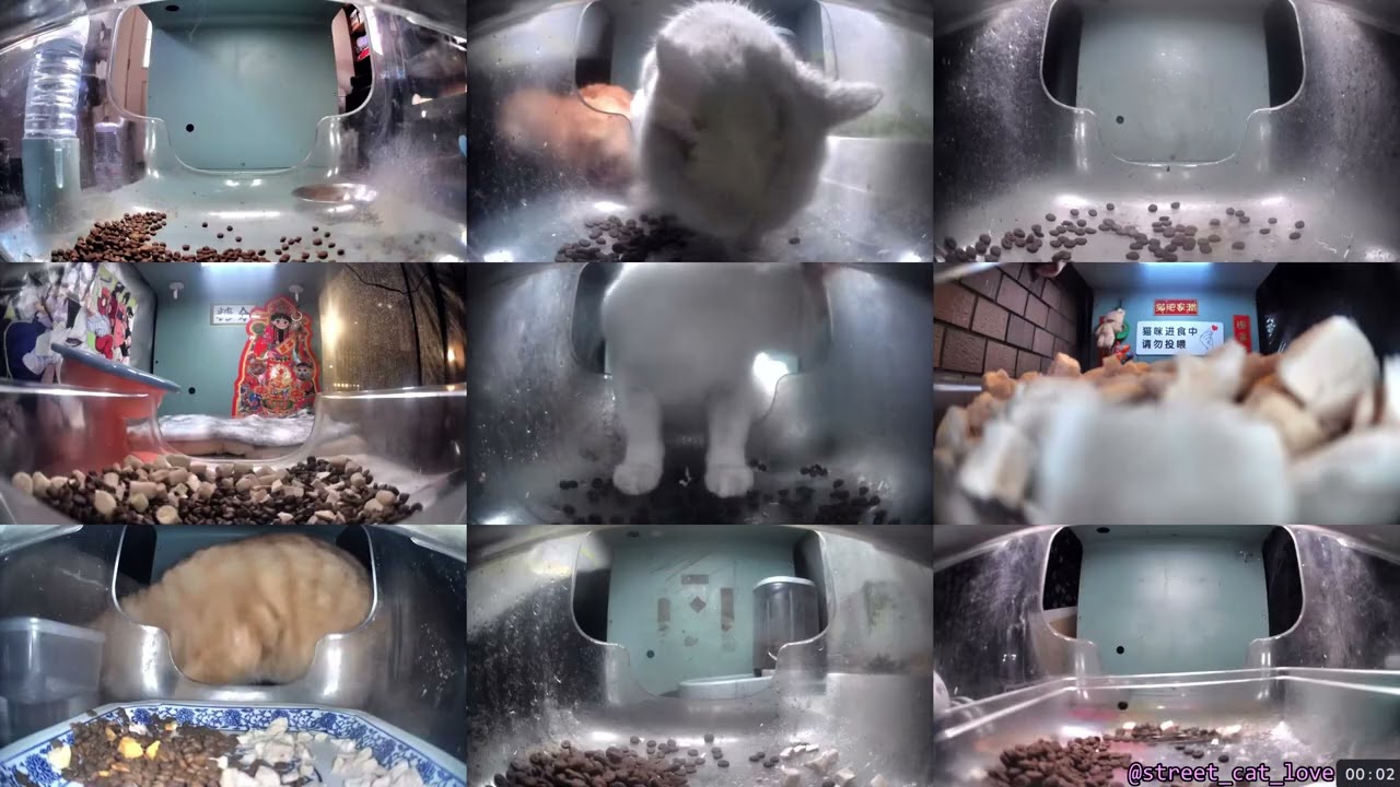 12 Hours of Hello Street Cats 😺💞 2/27/26 Pt 1