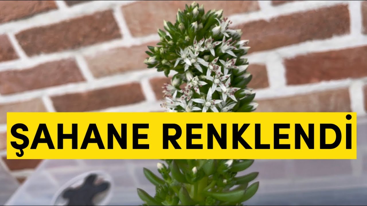 Binbir surat şahane renklendi #vlog #sukulent #succulents #belgium #garden