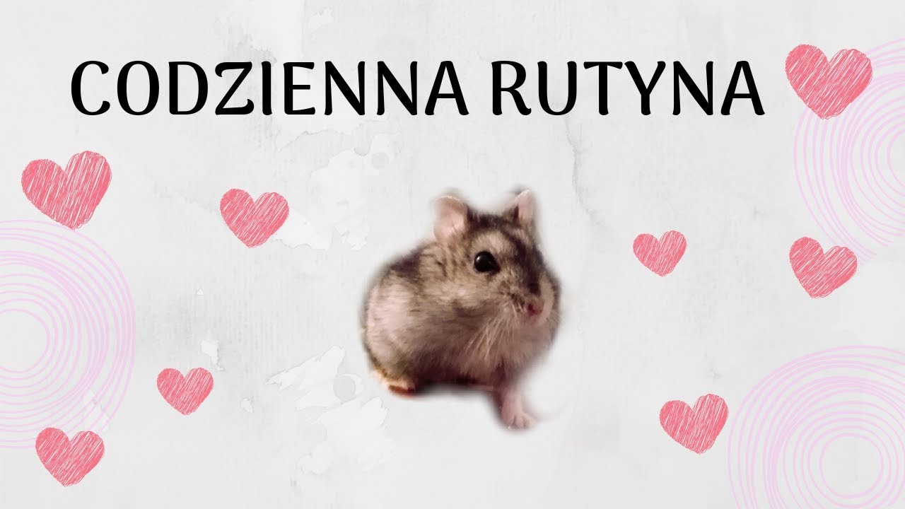 M&oacute;j dzień z chomikami