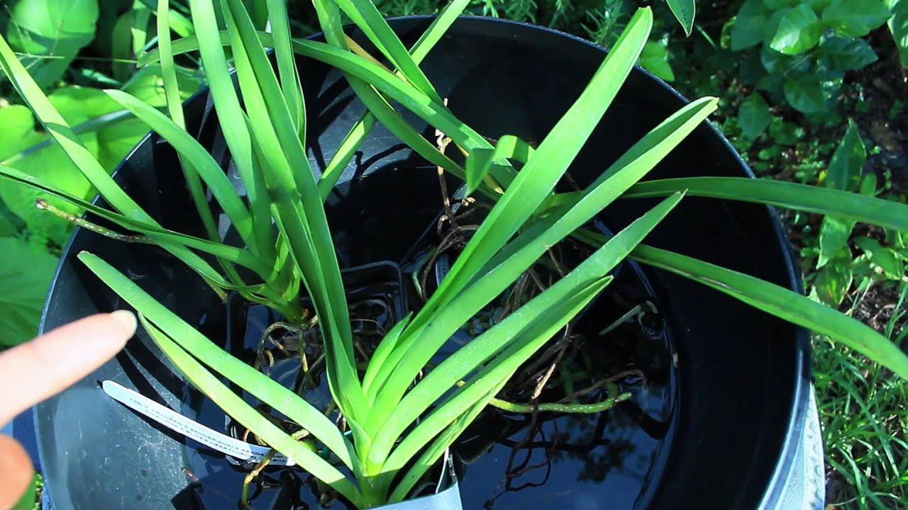 3 RESCUE VANDAS - How I saved these dying vandas!