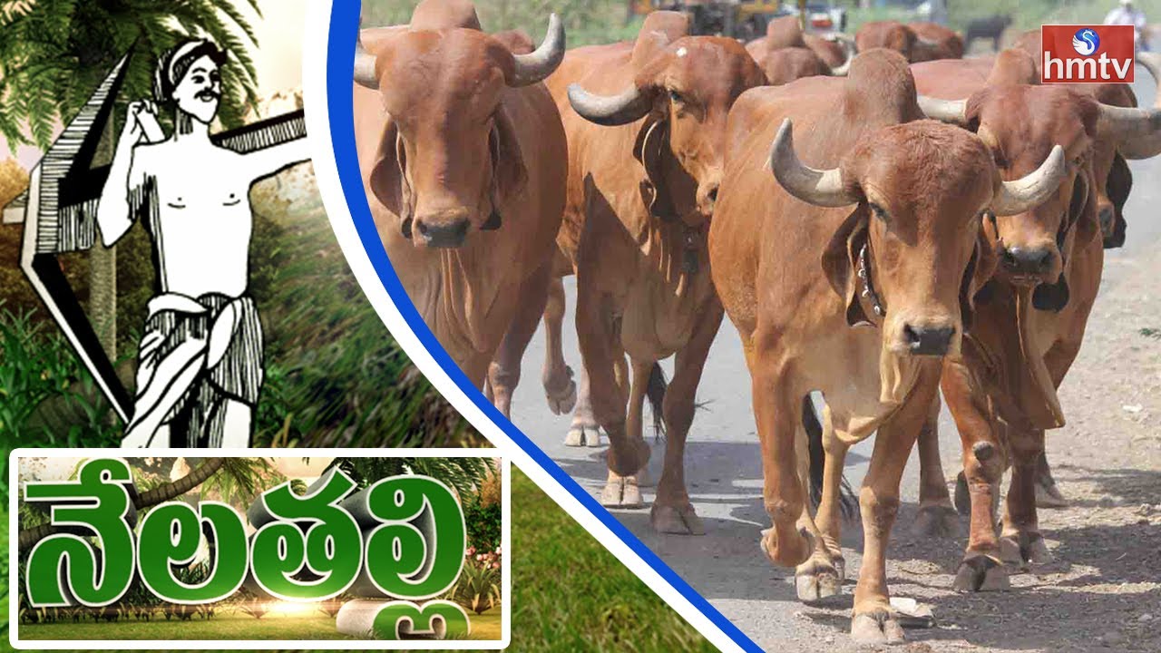 Ankush has been preserving indigenous cattle breeds of India | Nela Talli | HMTV