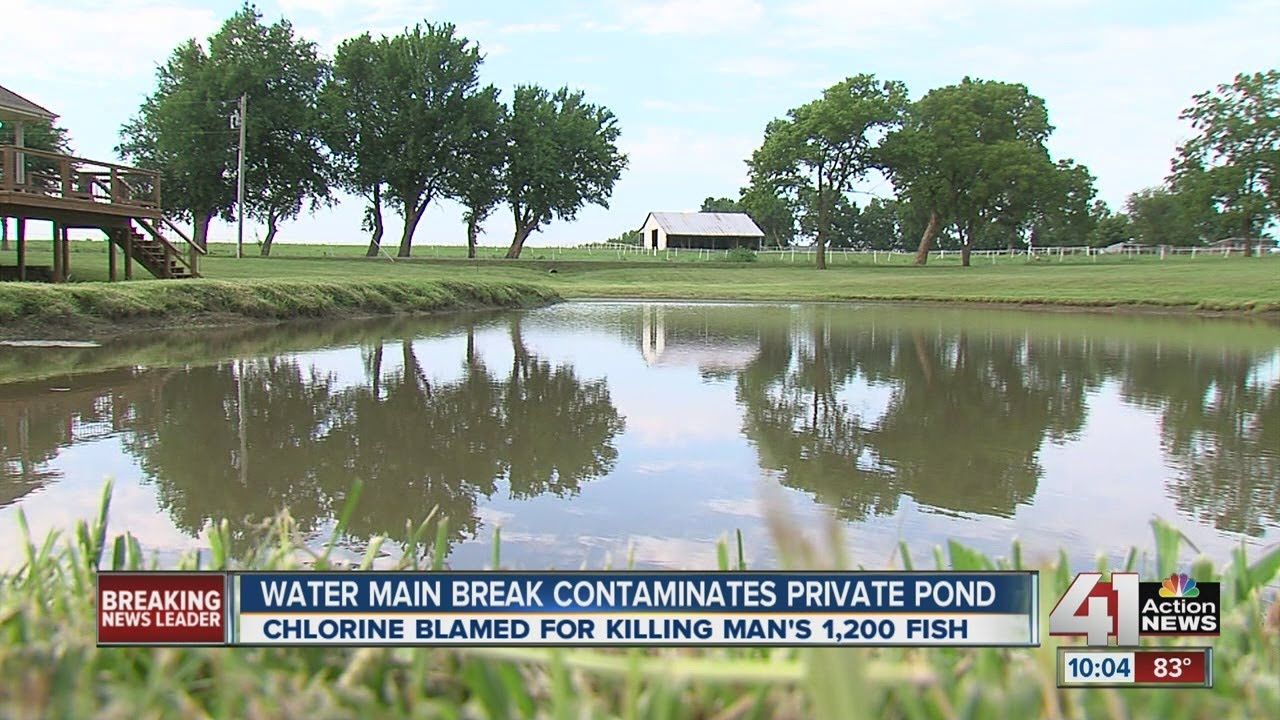 Lee's Summit water main break contaminates pond, kills 1,200 fish