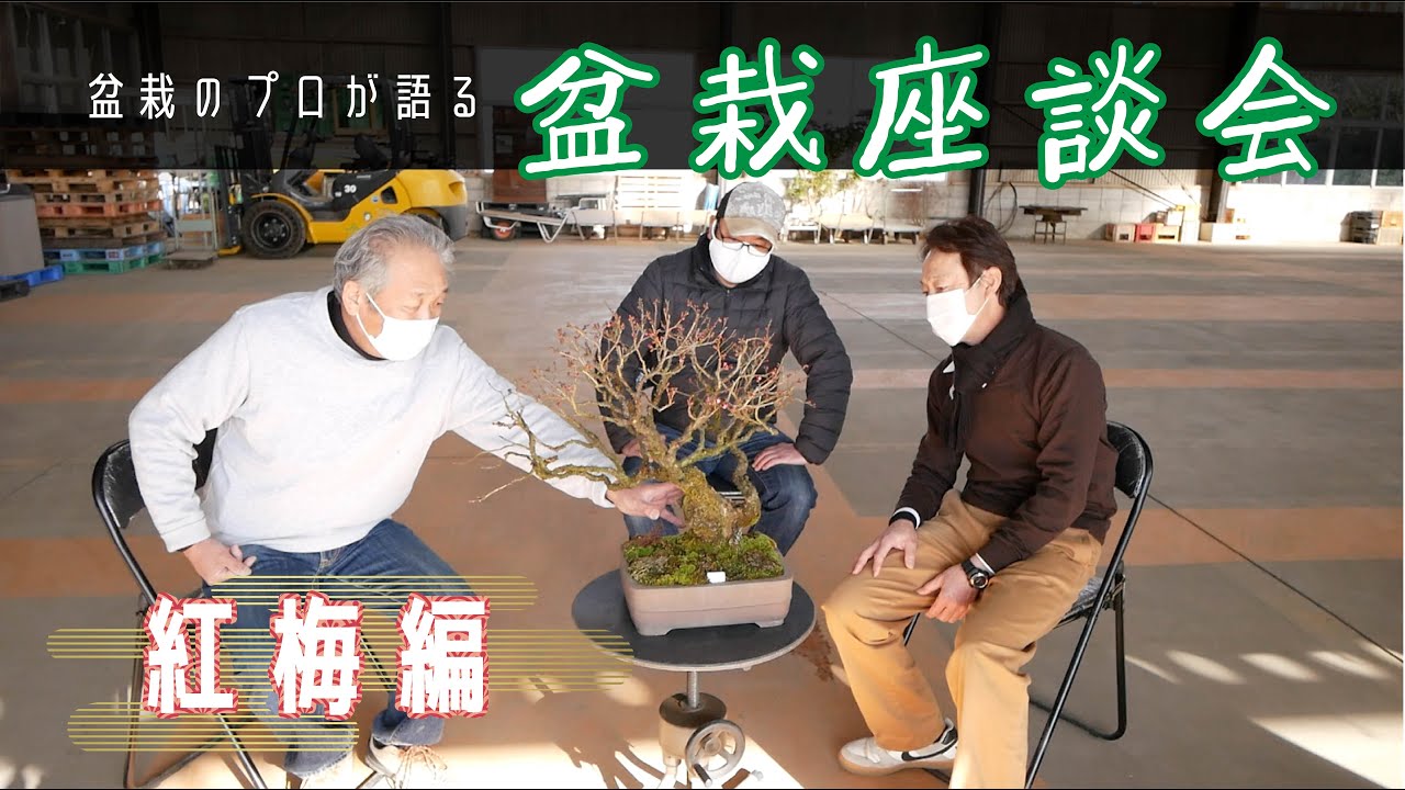【北盆】盆栽のプロが語る座談会 〜 紅梅編 〜