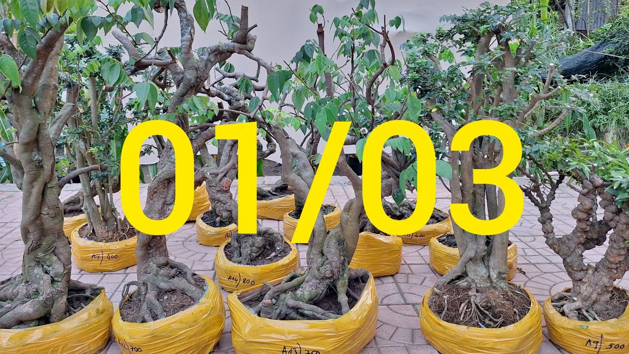 Khế Gân, MCT nu, Kim Quýt gl sđt Zalo 0352005254 ngày 1/3/2026
