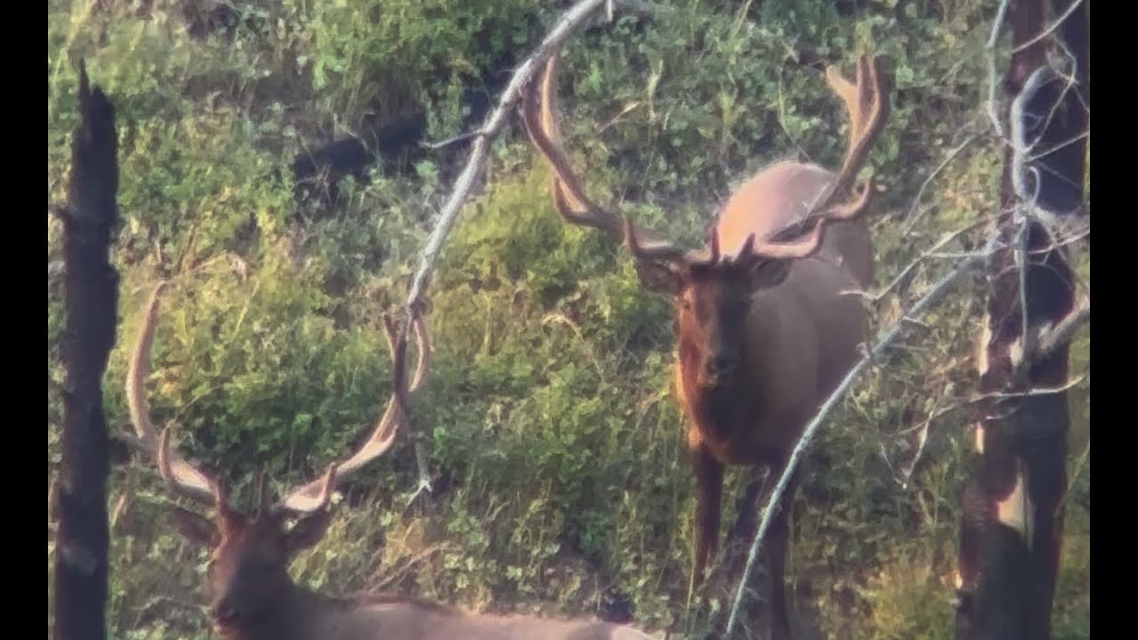 Out of Luck - Manti LE Elk Hunt 2025