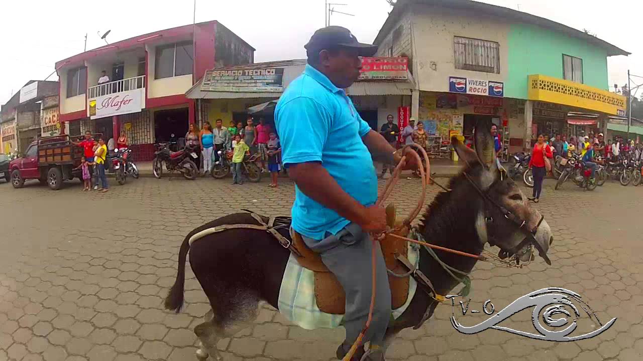 La cuarta carrera de Burros en  Puerto Limon - Santo Domingo de los Taáchilas