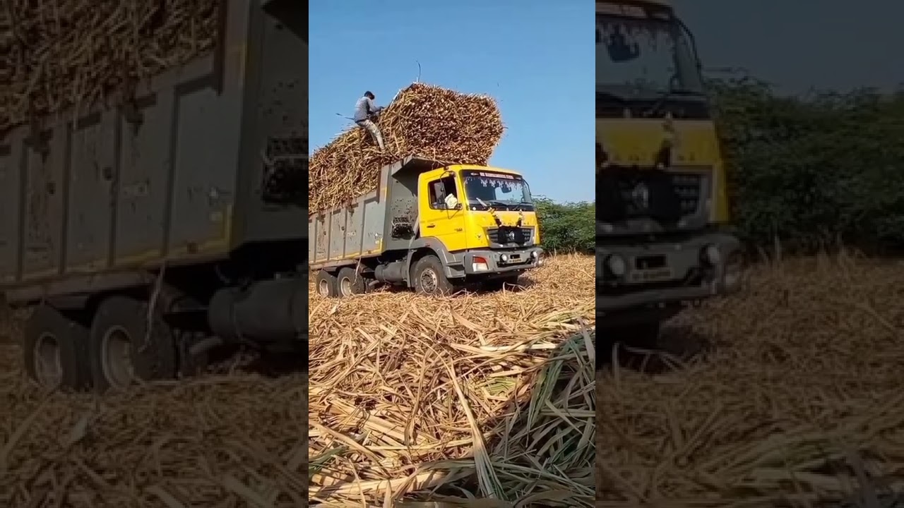 bharat benz 2823 10 wheels tipper truck sugarcane truck