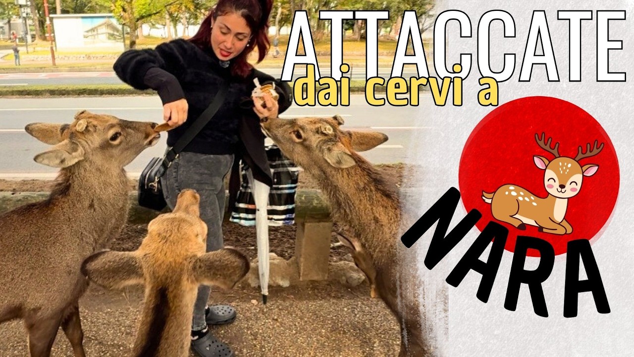 ATTACCATE DAI CERVI A NARA 🦌🇯🇵 - Vlog 4