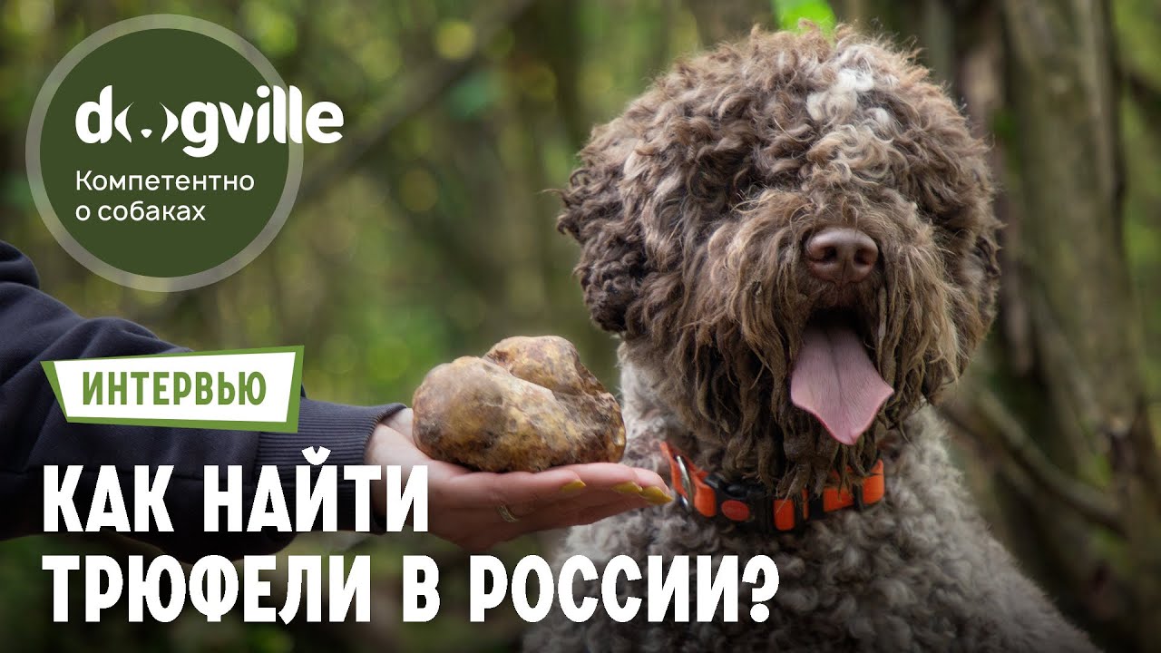 Как найти трюфели в России? – Интервью с руководителями питомников Лаготто-романьоло