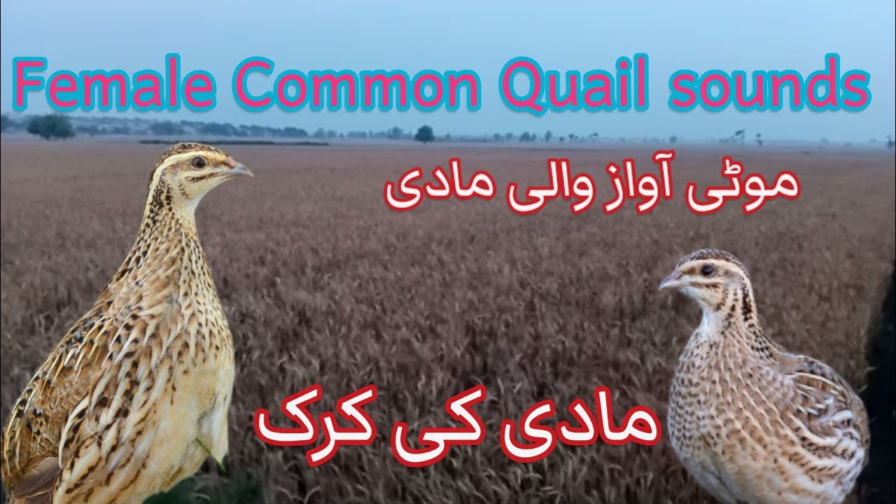 Female Common Quail calling in rain volume 41 || new sound of female batair 2023
