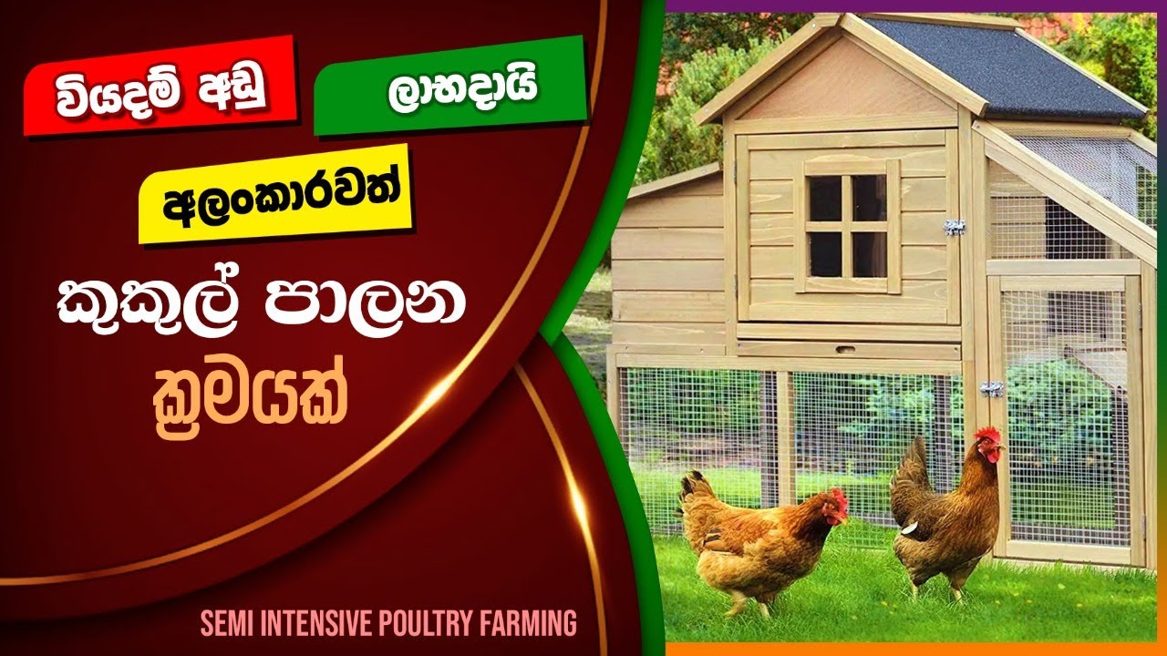 කුකුල් පාලනයේ අඩ සියුම් ක්‍රමය, BST Saman. Semi intensive Poltry Farming, Biosystems Technology