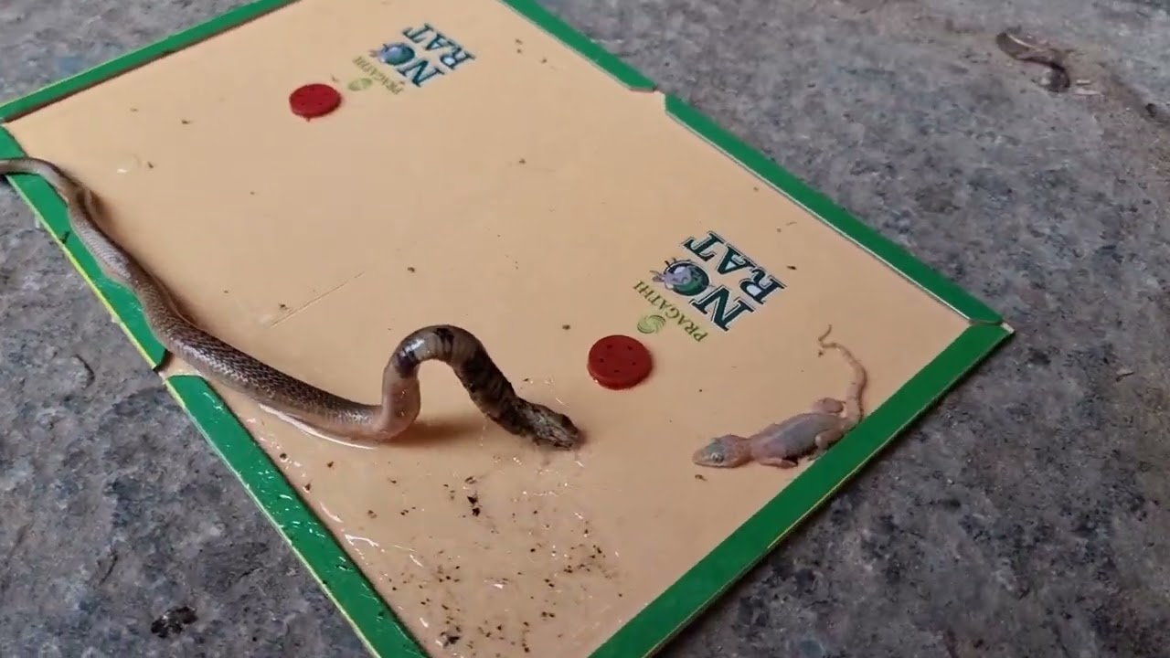 a spectacled cobra rescued from a rat glue trap!