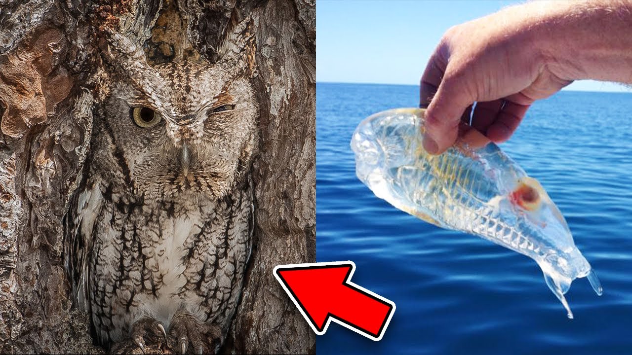 TOP 5 “NEVIDITELNÁ” ZVÍŘATA