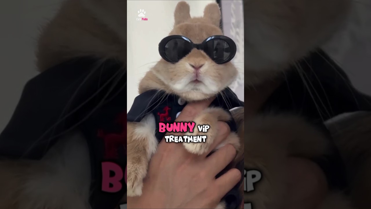 This is why grooming your bunny is so important! 🐰 #shorts #rabbit