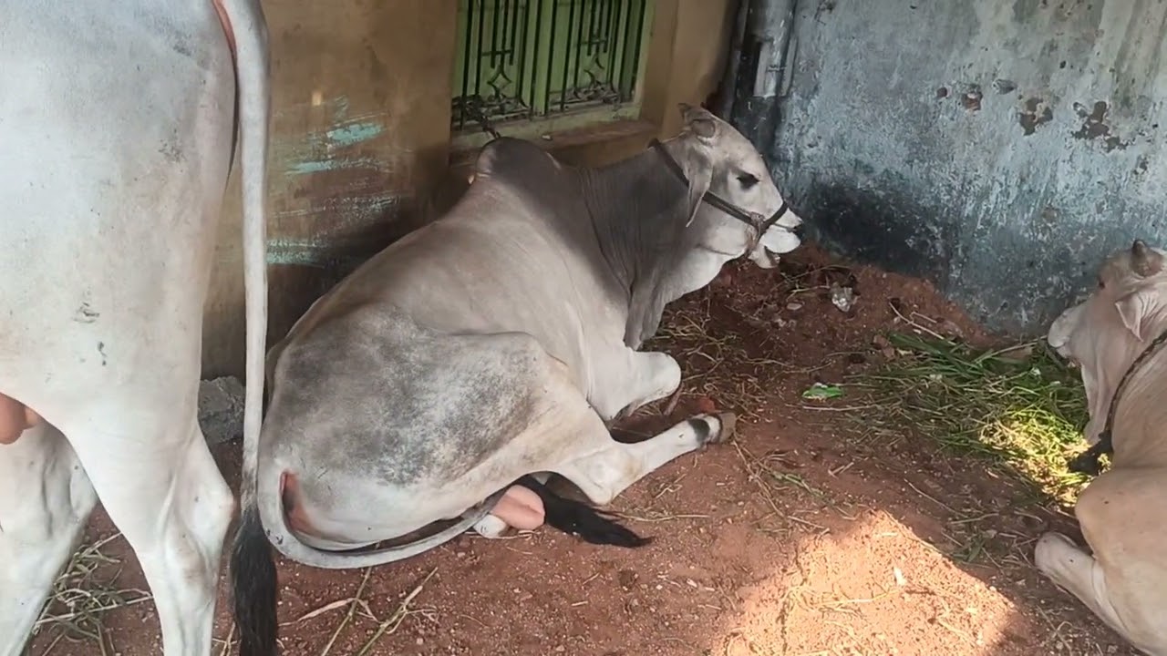 #soldout Pure quality ongole bulls /girr bulls for sale /7097280630