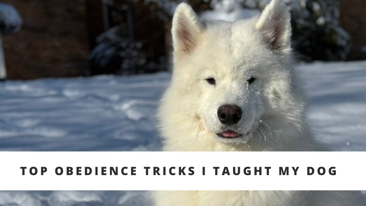 Top Obedience Tricks I Taught my Samoyed Dog!
