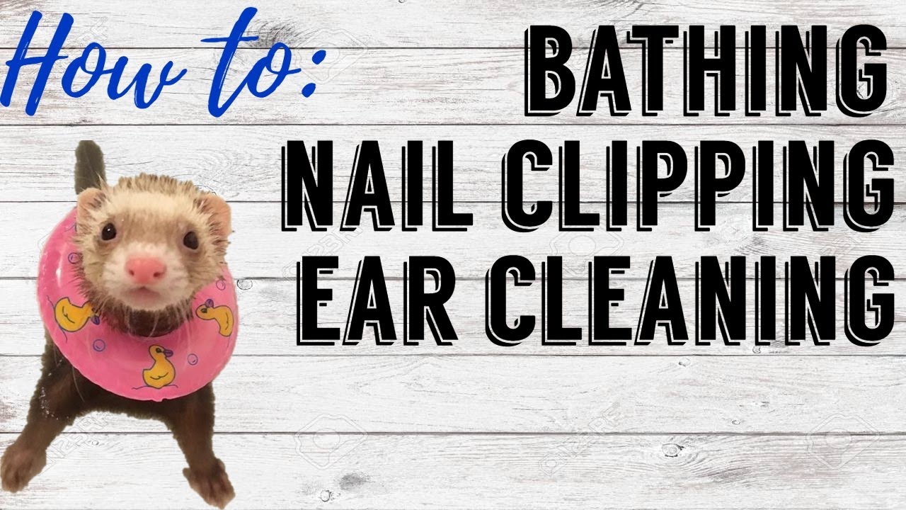 HOW TO: Ferret Bathing, Nail Clipping, Ear Cleaning | Pazuandfriends