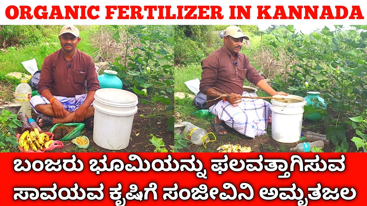 ಬಂಜರು ಭೂಮಿಯನ್ನು ಫಲವತ್ತಾಗಿಸುವ ಸಾವಯವ ಅಮೃತ ಜಲ | Organic Fertilizer In Kannada | Liquid Fertilizer