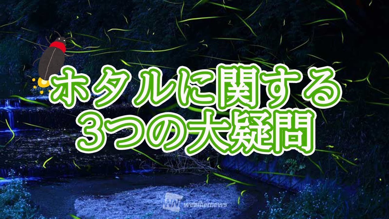 ホタルはなぜ光る!?　3つの大疑問