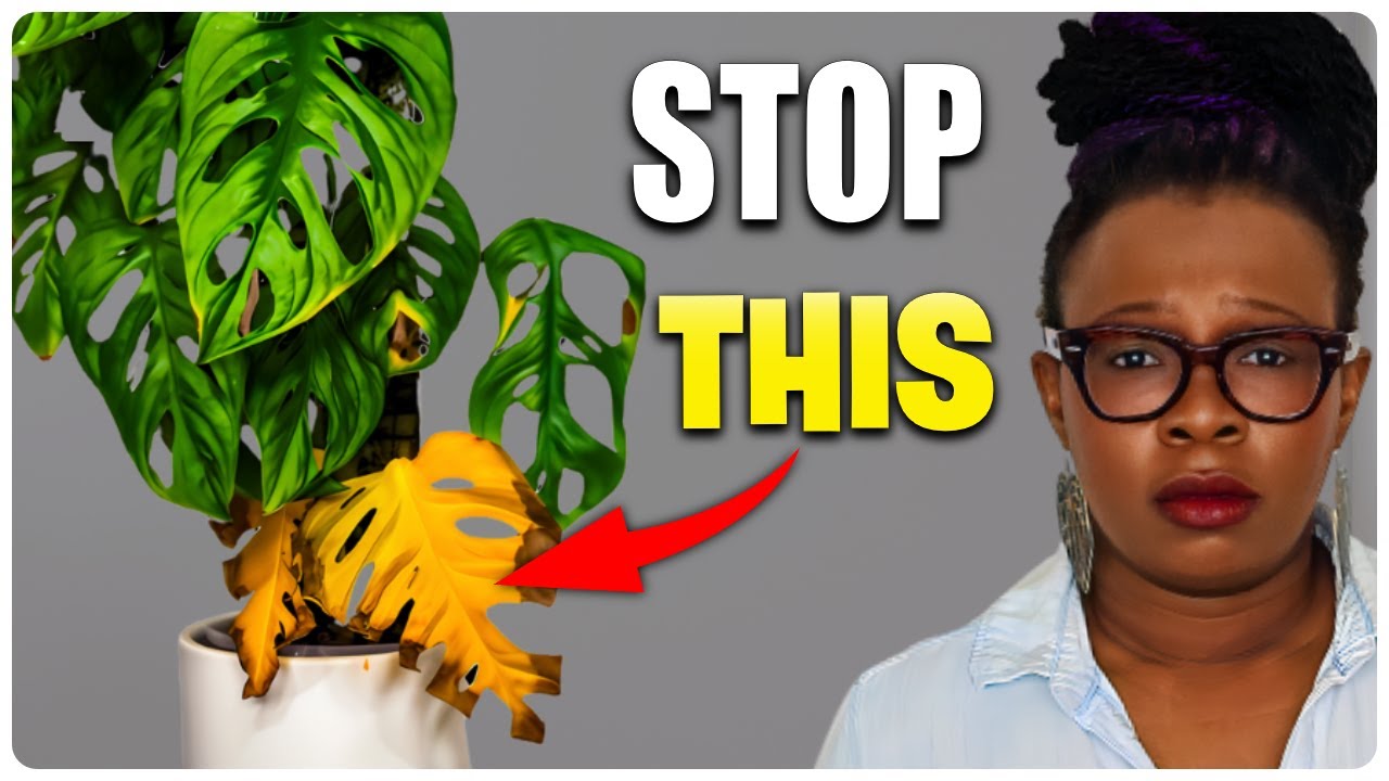The Hidden Reasons Your Houseplants Are Turning Yellow