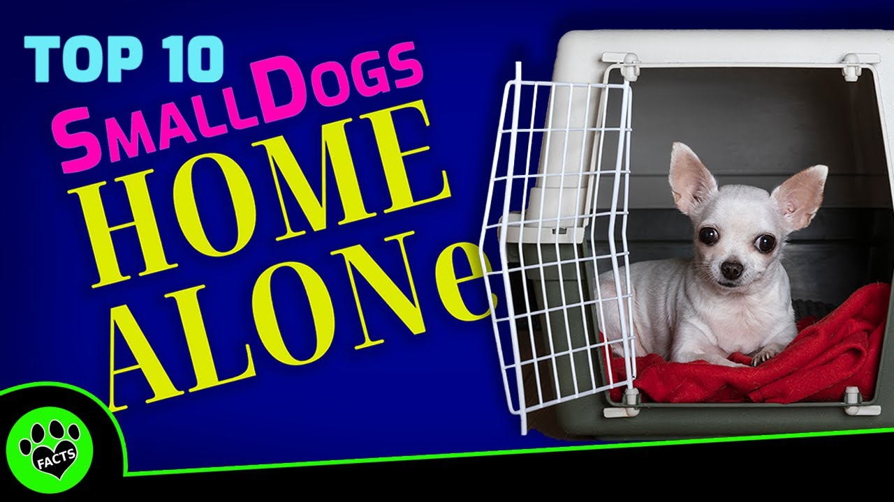 Top 10 Small Dogs That Can Be Left Alone All Day - Dogs 101