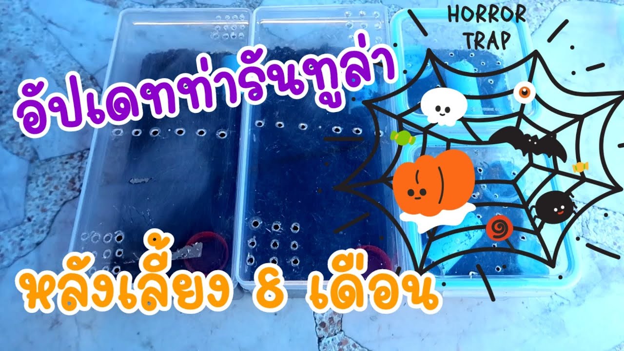 อัพเดทแมงมุมทารันทูล่า4ตัวหลังเลี้ยงมา8 เดือน