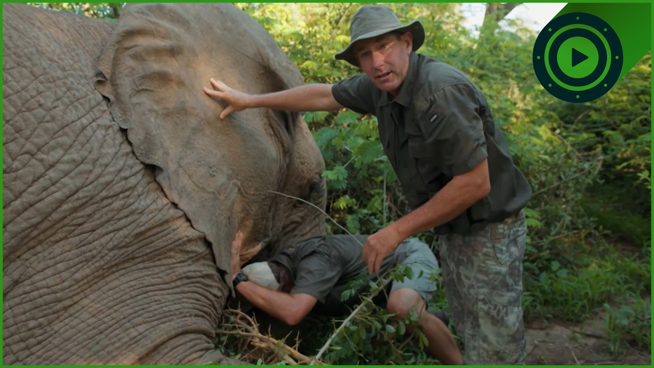 The Most Dangerous Relocation: Keeping 2,000 Elephants Alive