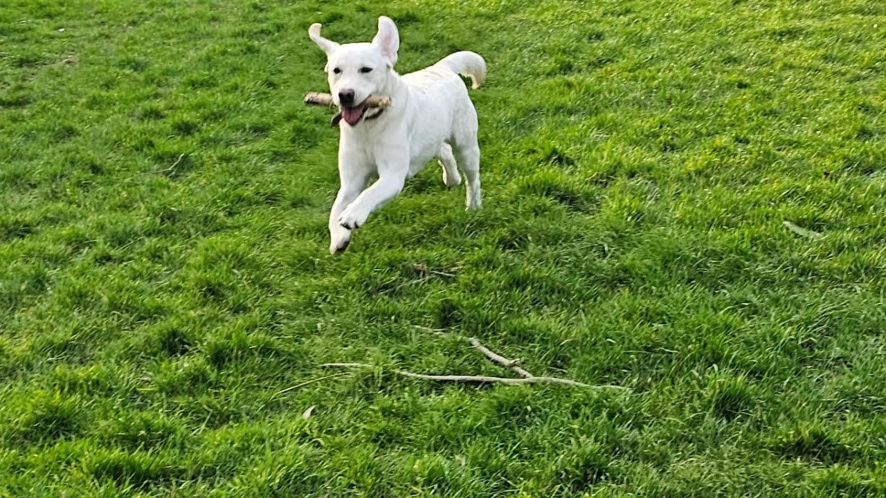 Labrador,Penny out on her evening walk