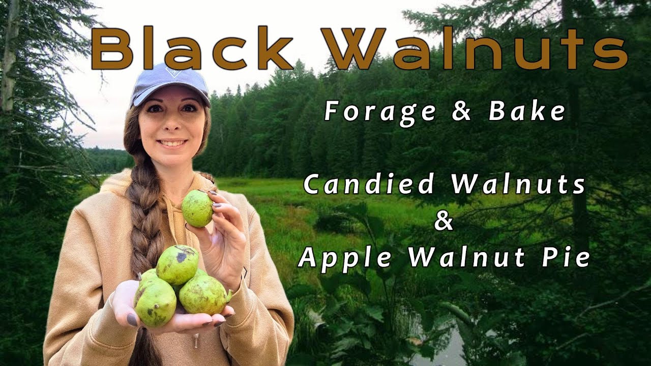 Black Walnuts - Forage and Bake