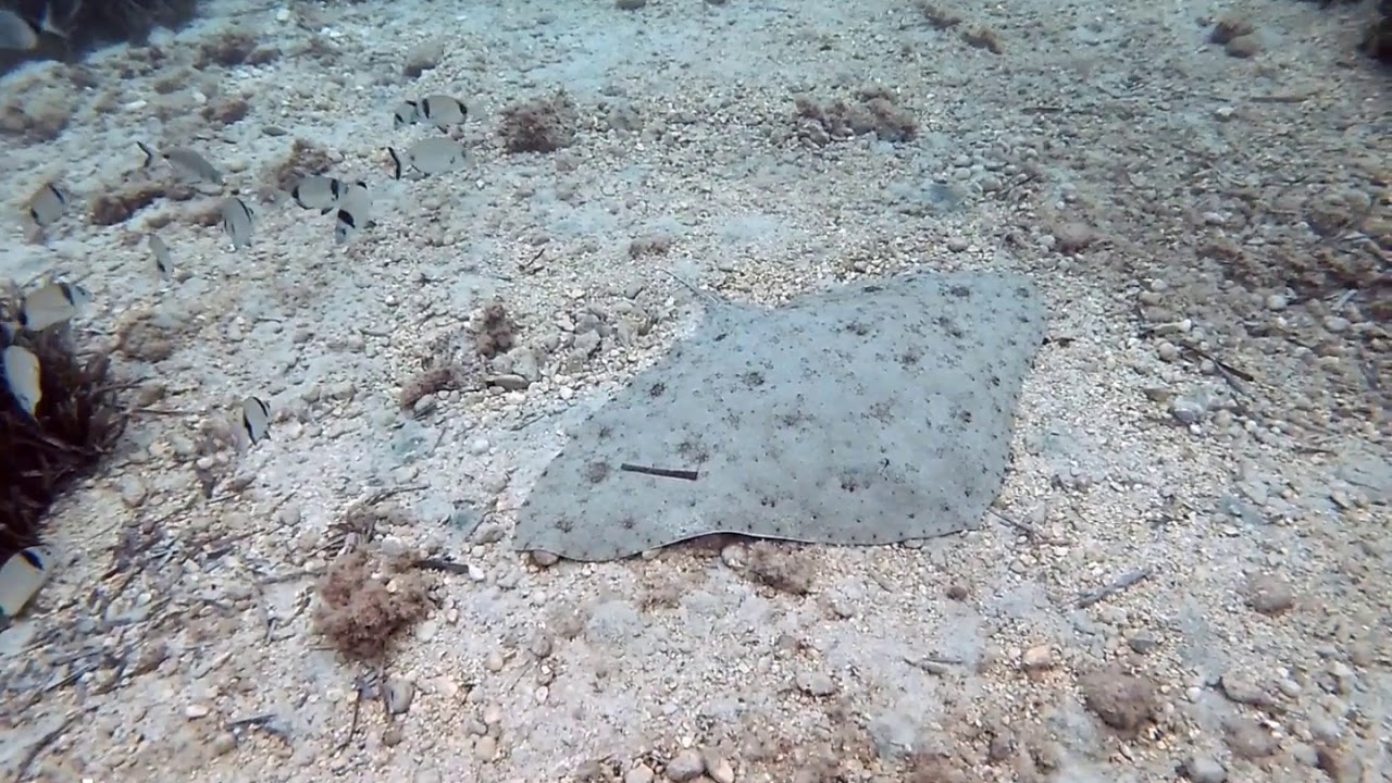 Raya mariposa, gymnura altavela, mantelina